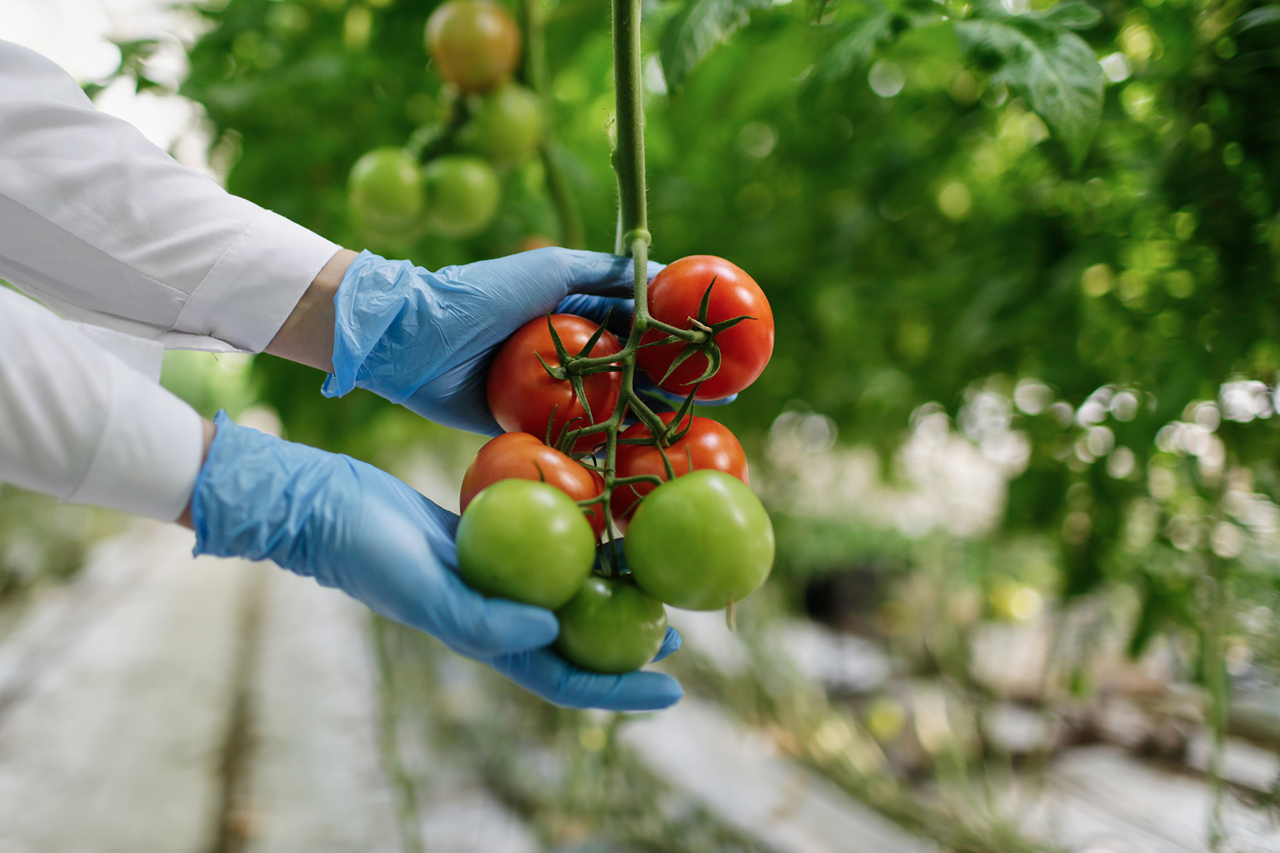 ARE GMOs A BOON, OR A BANE? – AGRORICHES
